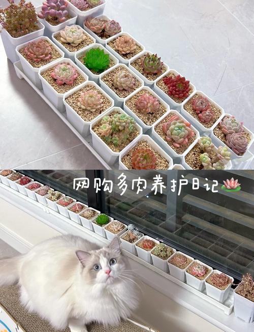 多肉刚上盘需要浇水吗-第2张图片-吾爱花网