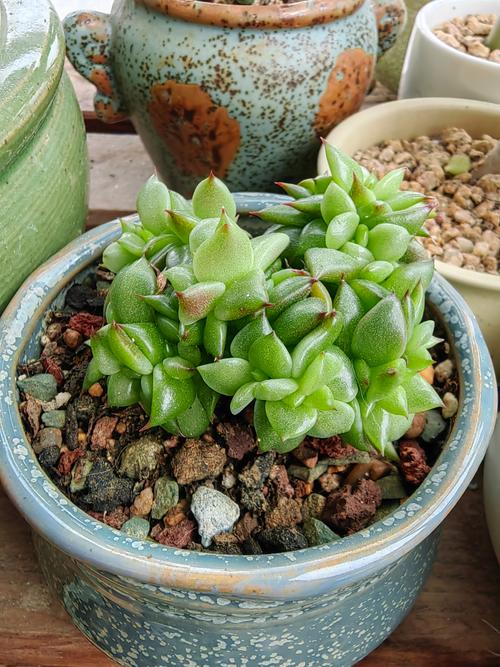 多肉刚上盘需要浇水吗-第3张图片-吾爱花网