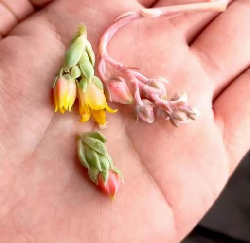 多肉开花必须剪掉吗？-第2张图片-吾爱花网