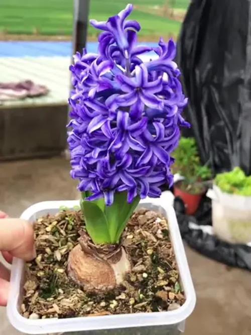 风信子九月可以水培吗-第2张图片-吾爱花网