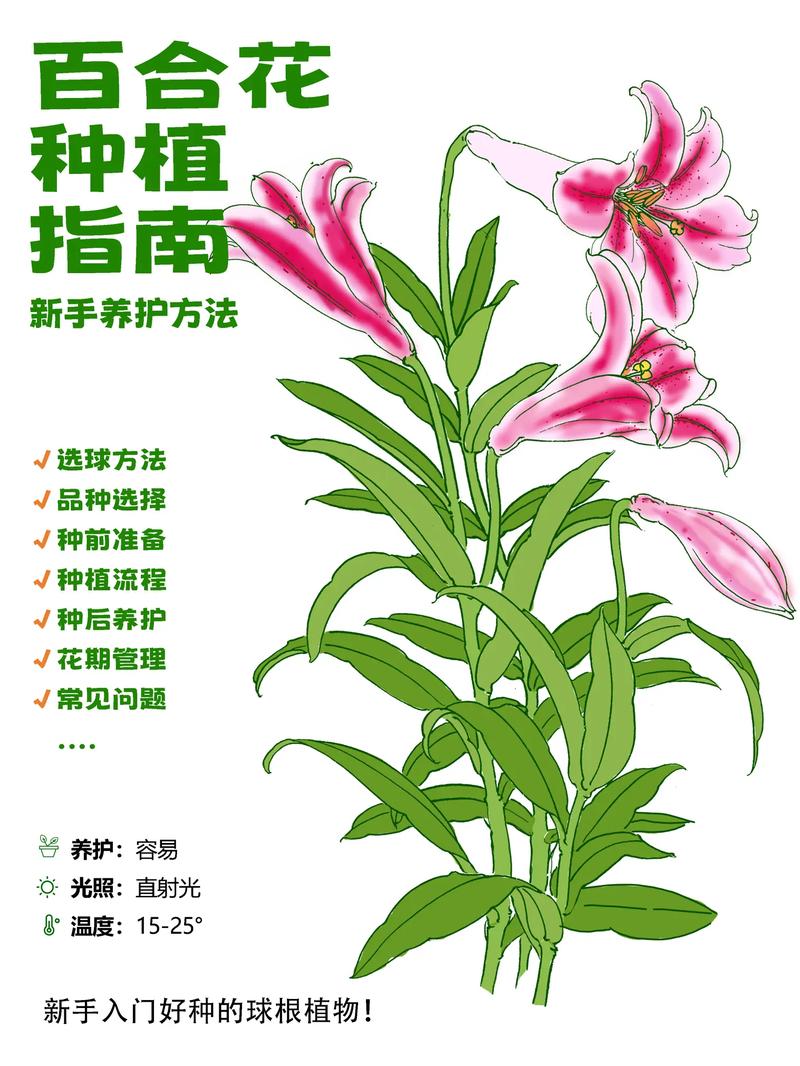 百合花种子水培能养活吗？-第1张图片-吾爱花网