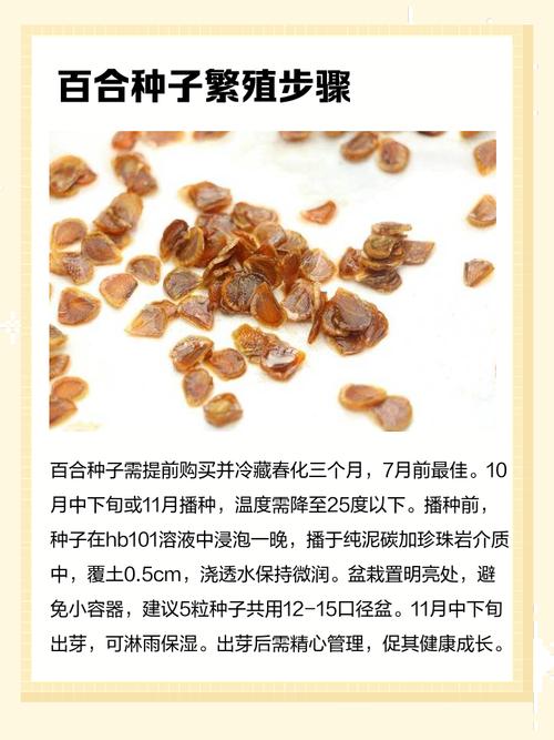 百合花种子水培能养活吗？-第2张图片-吾爱花网