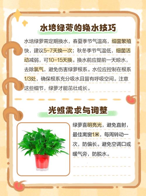 水培绿萝怎么养才能长得好？-第1张图片-吾爱花网