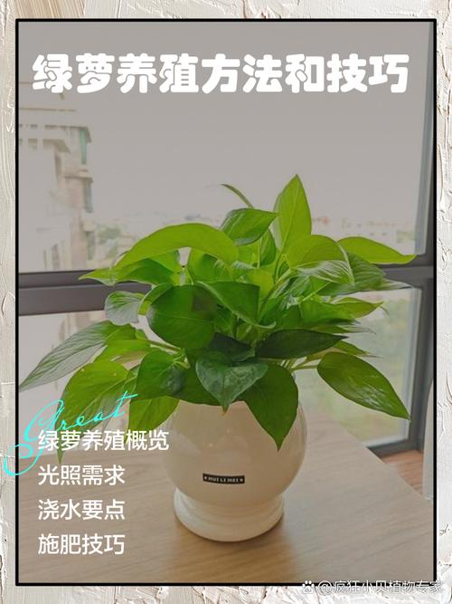 水培绿萝怎么养才能长得好？-第3张图片-吾爱花网