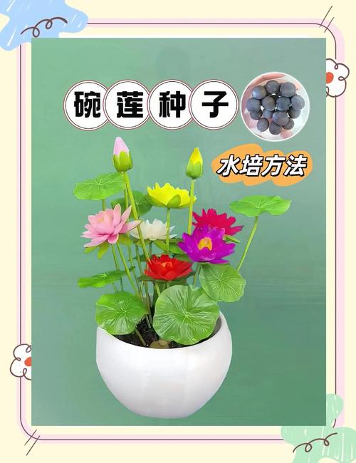 水培碗莲要一直换水吗-第1张图片-吾爱花网