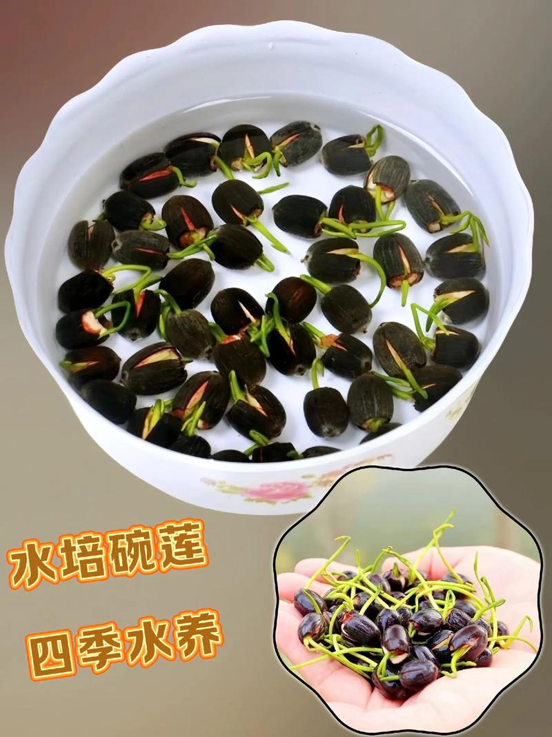 水培碗莲要一直换水吗-第3张图片-吾爱花网