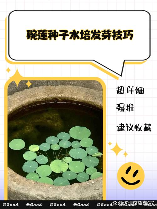 水培碗莲要一直换水吗-第2张图片-吾爱花网