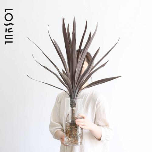 朱蕉水培干叶怎么办？-第1张图片-吾爱花网