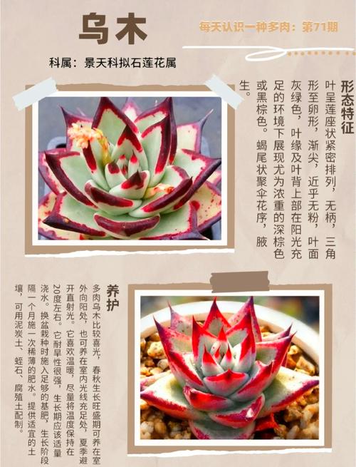 多肉盆景有哪些常见品种名称？-第1张图片-吾爱花网