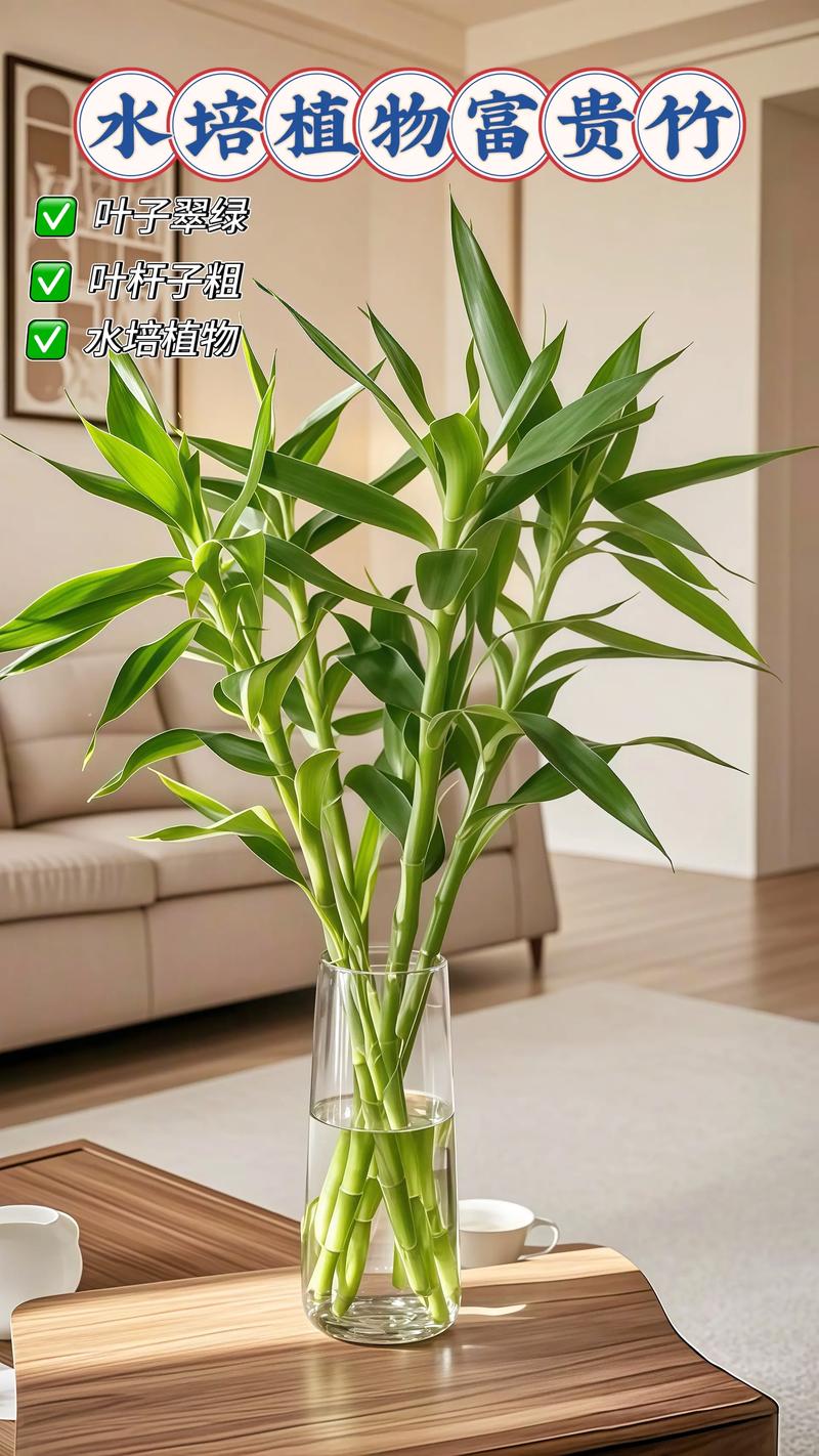 水培富贵竹要多深的水-第2张图片-吾爱花网