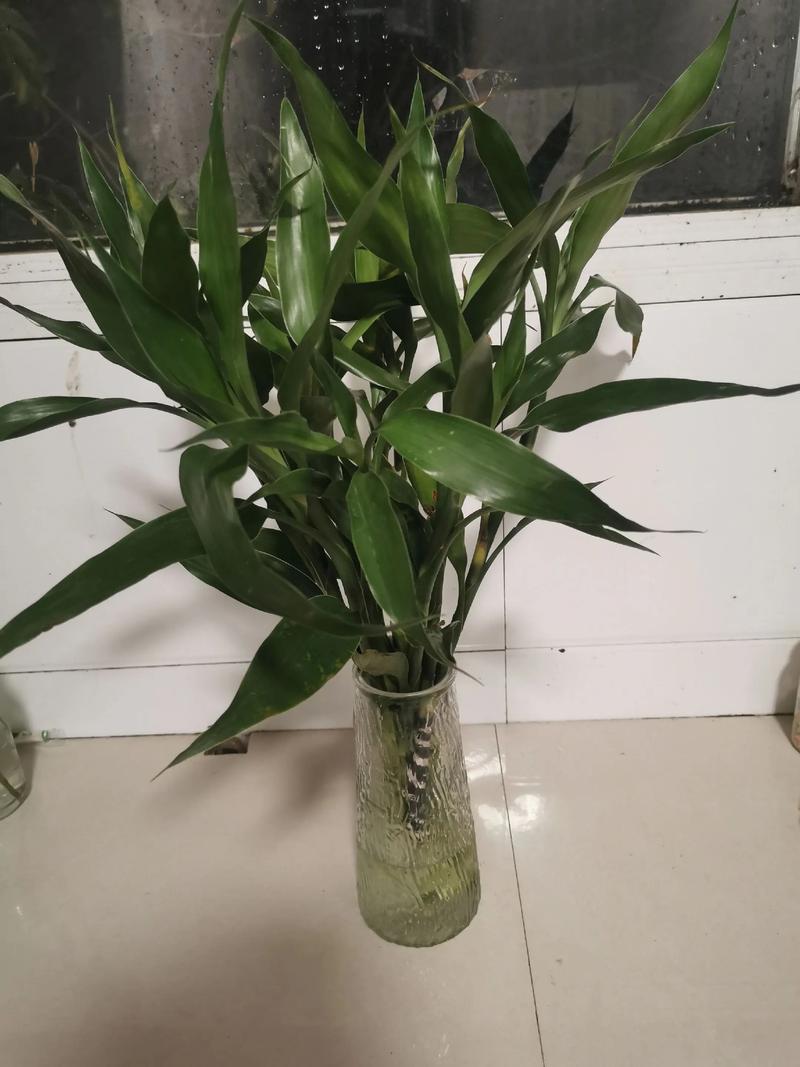 水培富贵竹要多深的水-第3张图片-吾爱花网