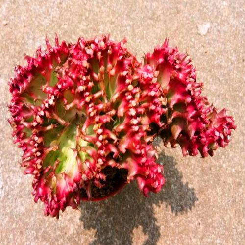 红色玉麒麟多肉有毒吗？-第1张图片-吾爱花网