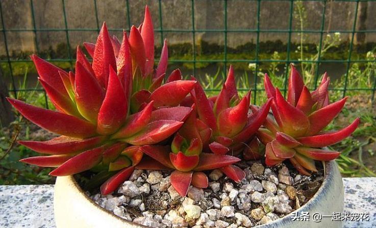 红色玉麒麟多肉有毒吗？-第2张图片-吾爱花网