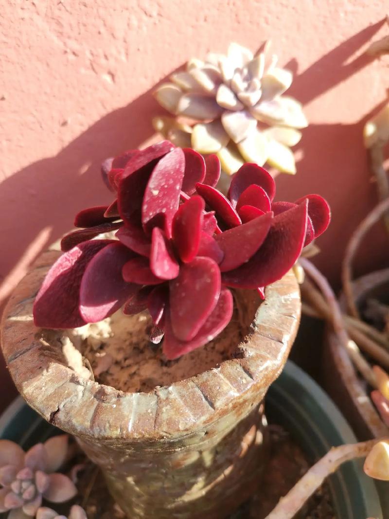 红色玉麒麟多肉有毒吗？-第3张图片-吾爱花网