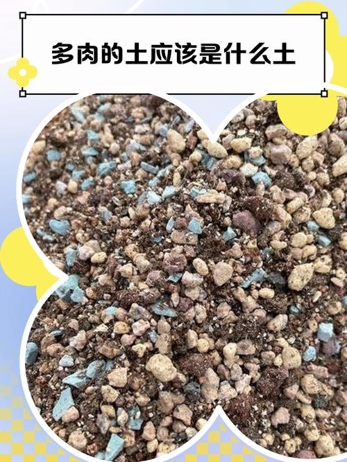 小苗多肉蛭土怎么配？-第1张图片-吾爱花网