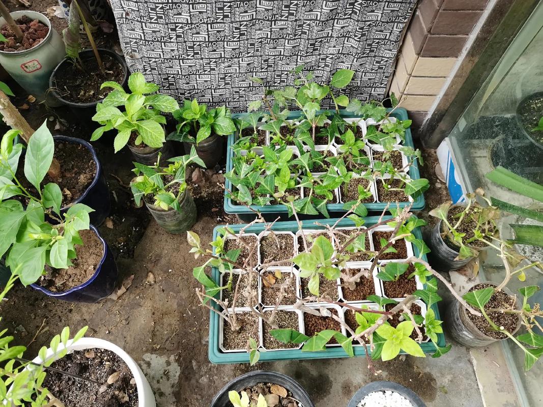 小苗多肉蛭土怎么配？-第3张图片-吾爱花网