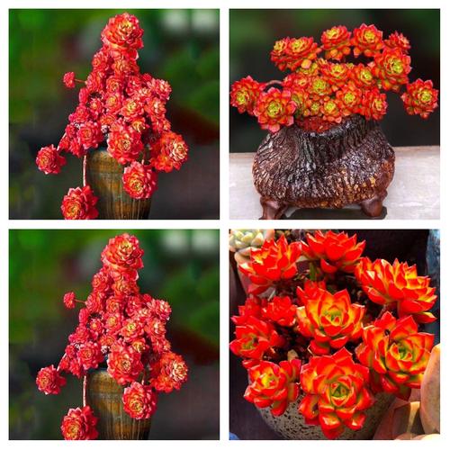 蒂亚多肉怎么修剪才好看？-第1张图片-吾爱花网