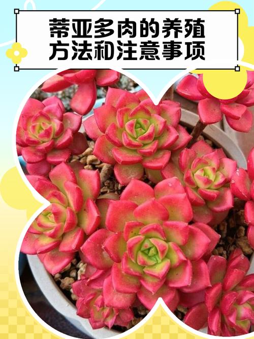 蒂亚多肉怎么修剪才好看？-第2张图片-吾爱花网