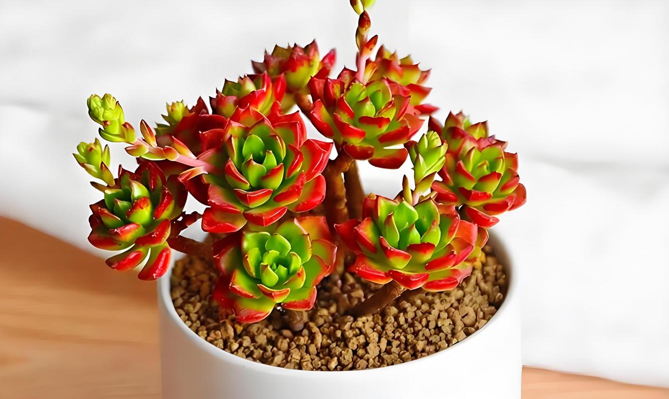 蒂亚多肉怎么修剪才好看？-第3张图片-吾爱花网