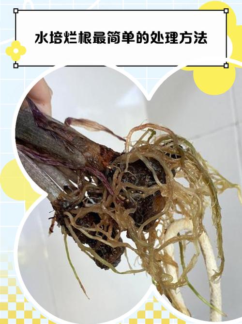 水培绿萝黑根需要洗掉吗？-第1张图片-吾爱花网
