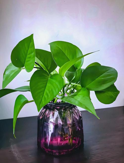 水培绿萝黑根需要洗掉吗？-第2张图片-吾爱花网