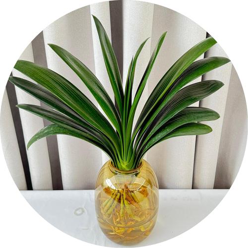 君子兰土培改水培怎么养护？-第1张图片-吾爱花网