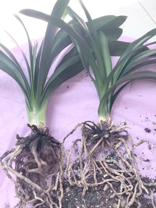 君子兰土培改水培怎么养护？-第2张图片-吾爱花网