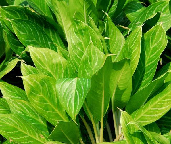 白柄粗肋草能水培吗？-第1张图片-吾爱花网