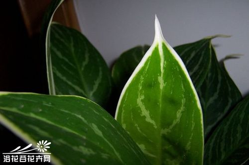 白柄粗肋草能水培吗？-第2张图片-吾爱花网