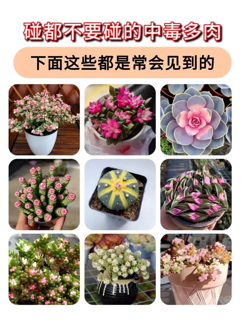 多肉爱染锦变色的原因-第2张图片-吾爱花网