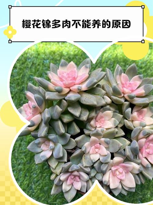 多肉爱染锦变色的原因-第1张图片-吾爱花网