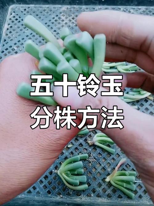 多肉分株时机，何时该动手？-第3张图片-吾爱花网