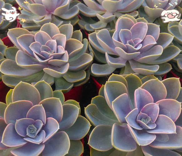 紫珍珠为何长期不长？-第3张图片-吾爱花网