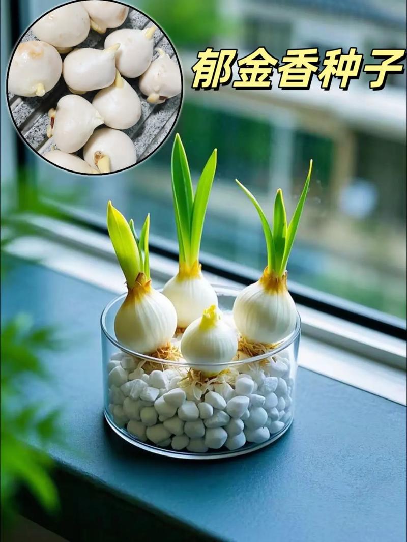 水培郁金香种球为何不发芽？-第1张图片-吾爱花网