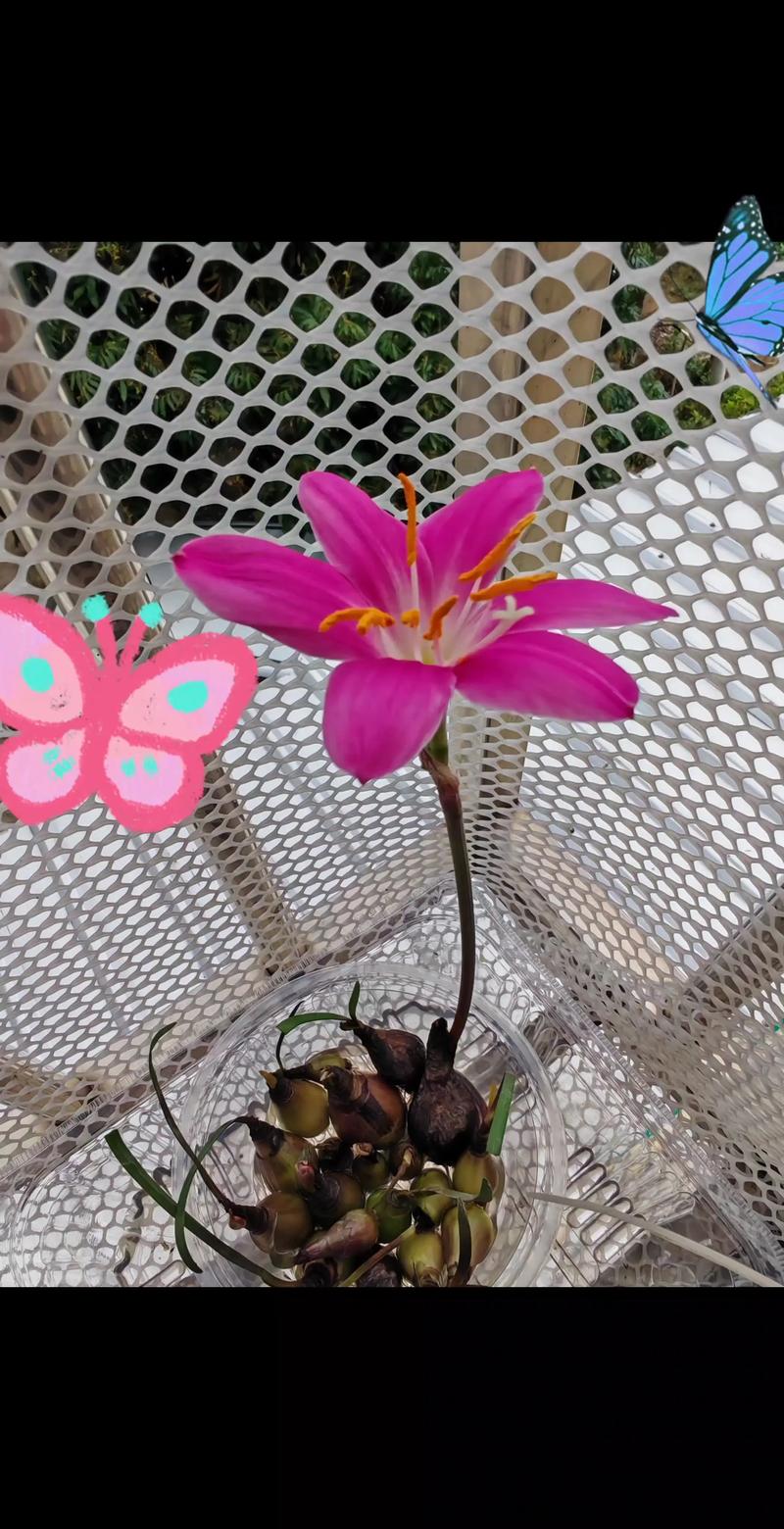 水培郁金香种球为何不发芽？-第3张图片-吾爱花网