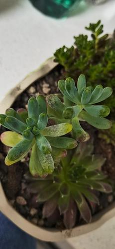 多肉叶子长白点是咋回事？-第2张图片-吾爱花网