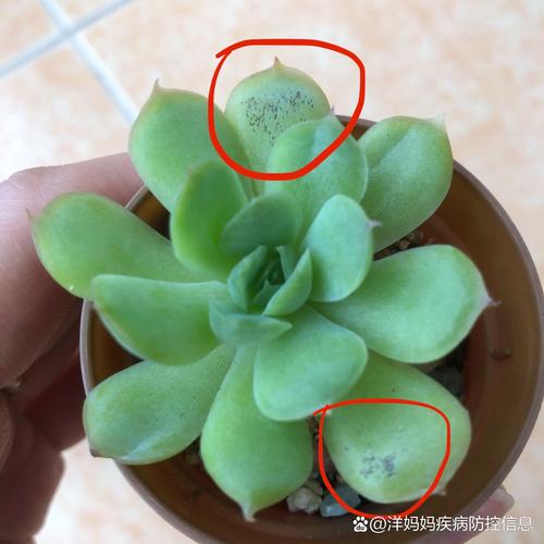 多肉叶子长白点是咋回事？-第3张图片-吾爱花网