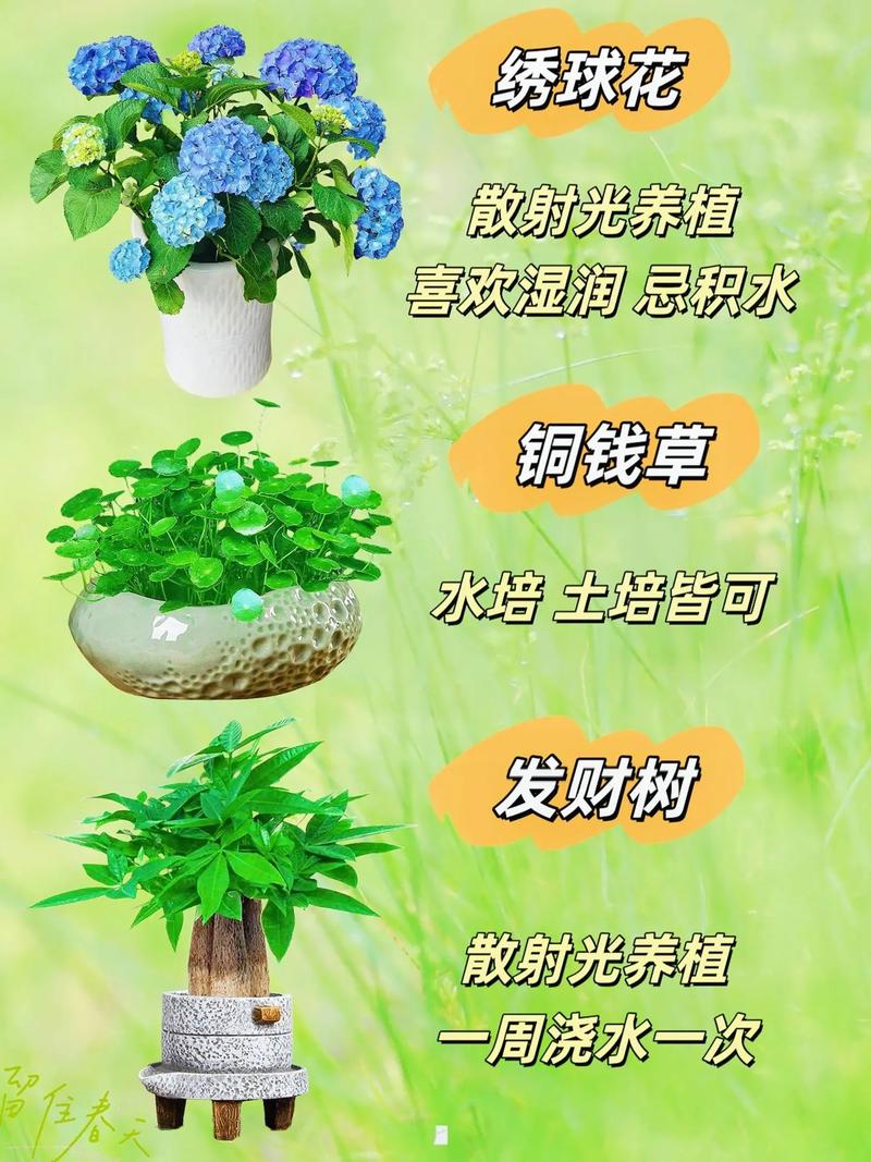盆栽的养护方法和技巧-第2张图片-吾爱花网