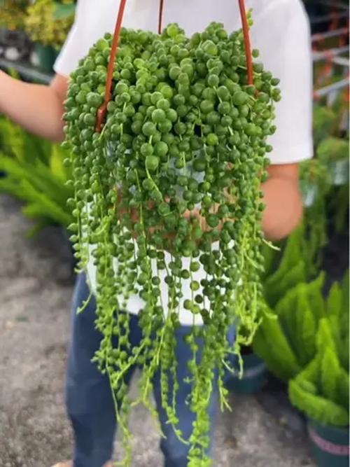 佛珠多肉冬天会被冻死吗？-第1张图片-吾爱花网