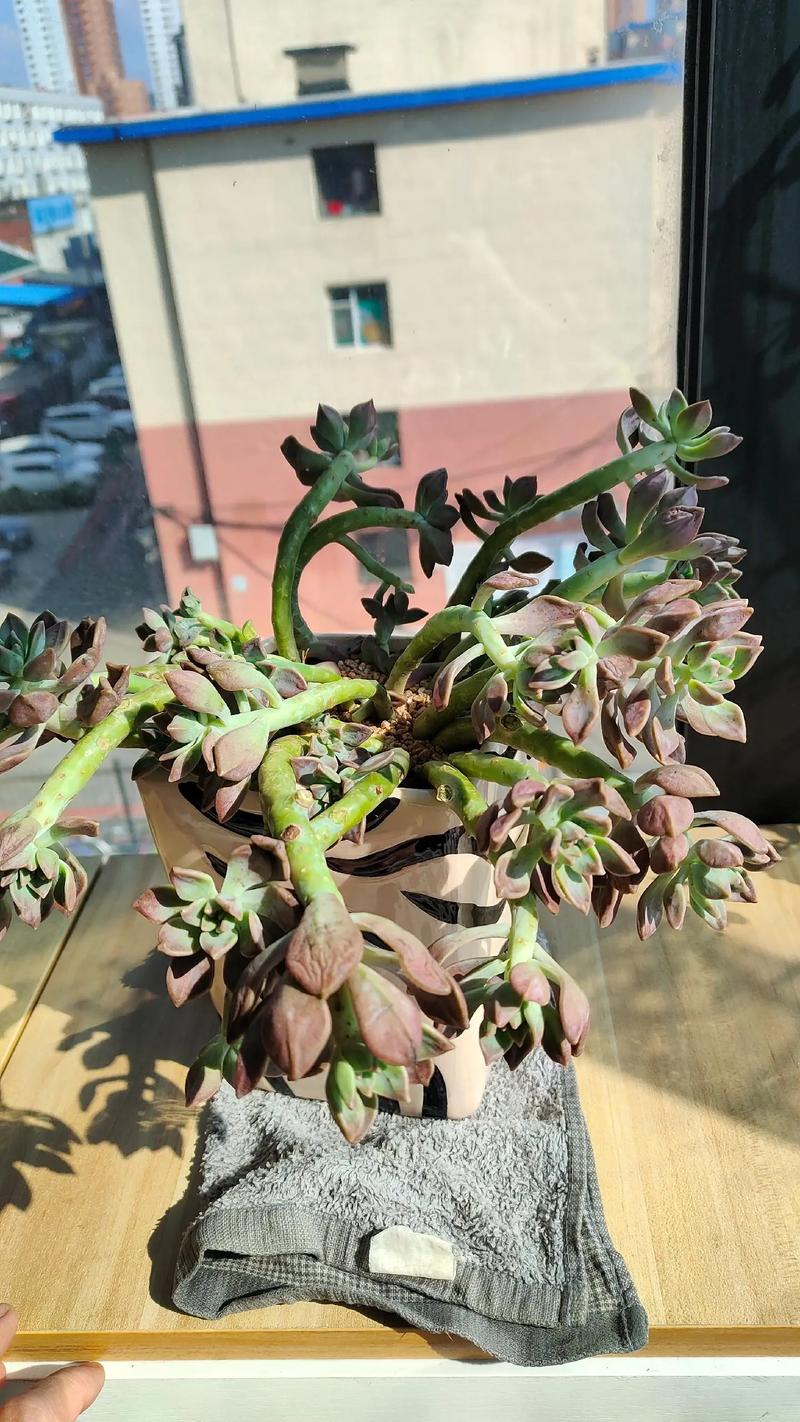 多肉没上盆能放几天？-第1张图片-吾爱花网