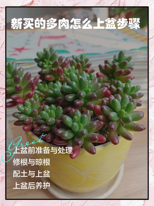多肉没上盆能放几天？-第2张图片-吾爱花网