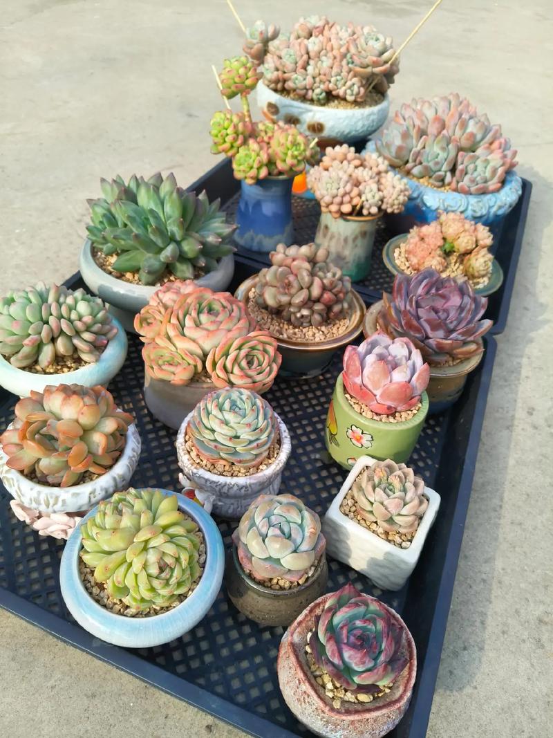 多肉没上盆能放几天？-第3张图片-吾爱花网