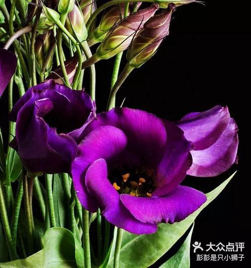 洋桔梗草原龙胆可盆栽-第3张图片-吾爱花网