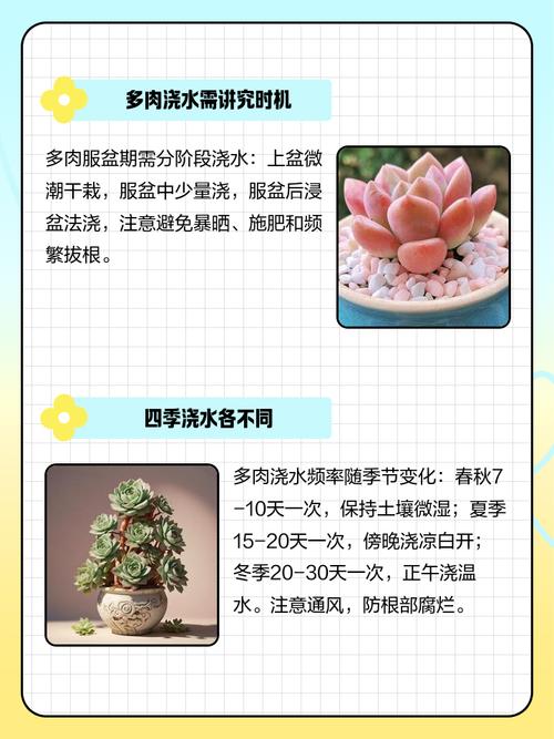多肉上盆当天浇水行吗-第1张图片-吾爱花网