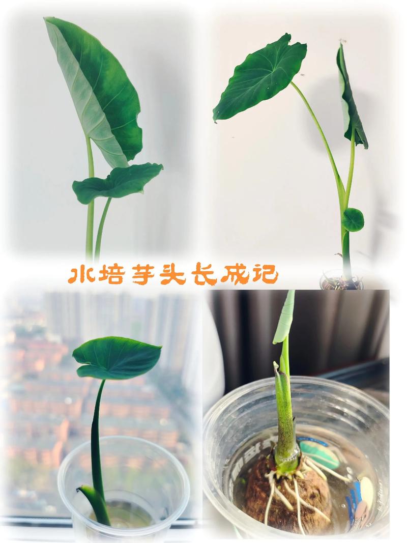 水培植物长大怎么换盆或修剪？-第1张图片-吾爱花网