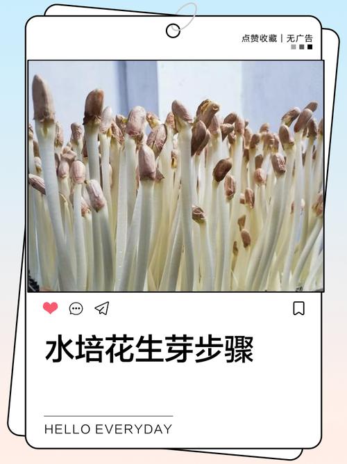 水培植物长大怎么换盆或修剪？-第3张图片-吾爱花网