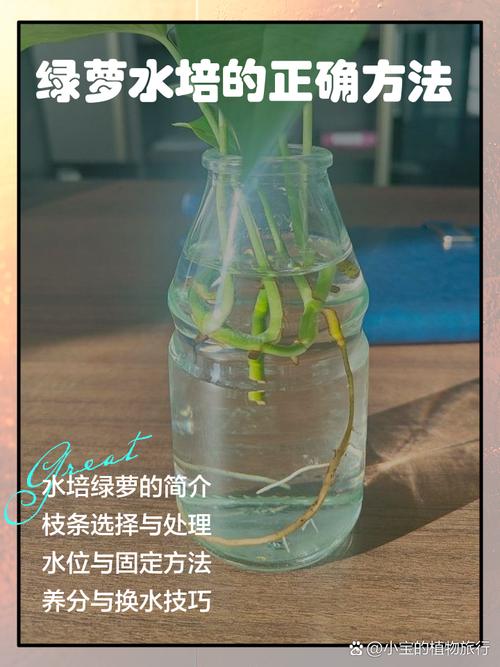 水培植物长大怎么换盆或修剪？-第2张图片-吾爱花网