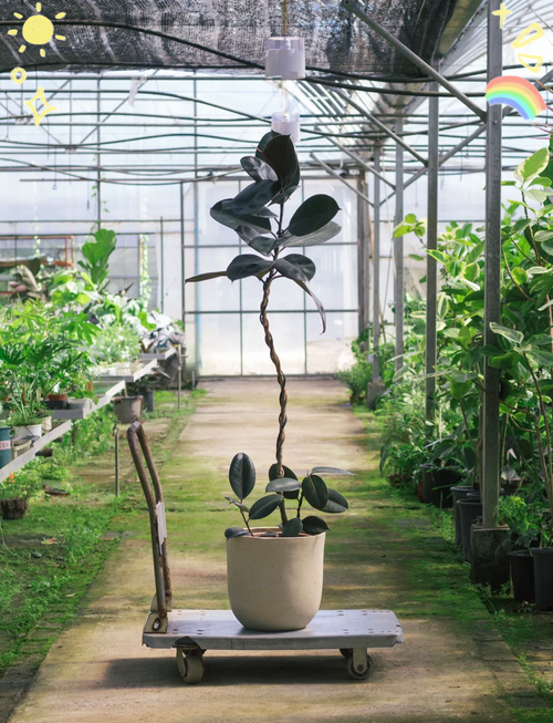 盆栽黑象皮树皮树图片怎么养？-第1张图片-吾爱花网