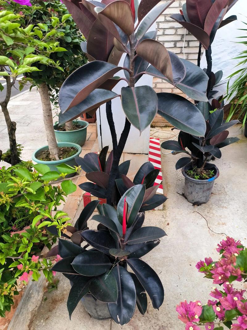 盆栽黑象皮树皮树图片怎么养？-第2张图片-吾爱花网