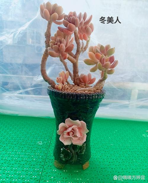 冬美人白牡丹多肉怎么养？-第1张图片-吾爱花网